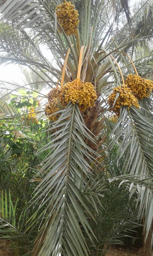 Ecologie Oasis Tafilalt Chez L' Habitant Hotel Errachidia Ngoại thất bức ảnh